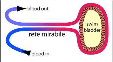 rete mirabile print