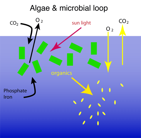 microbial loop