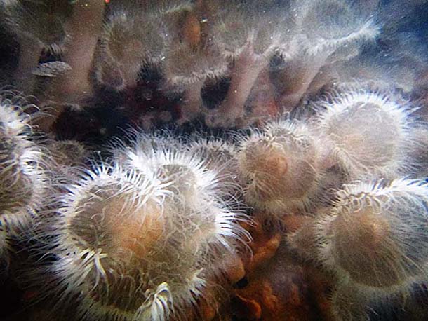 group of anemones