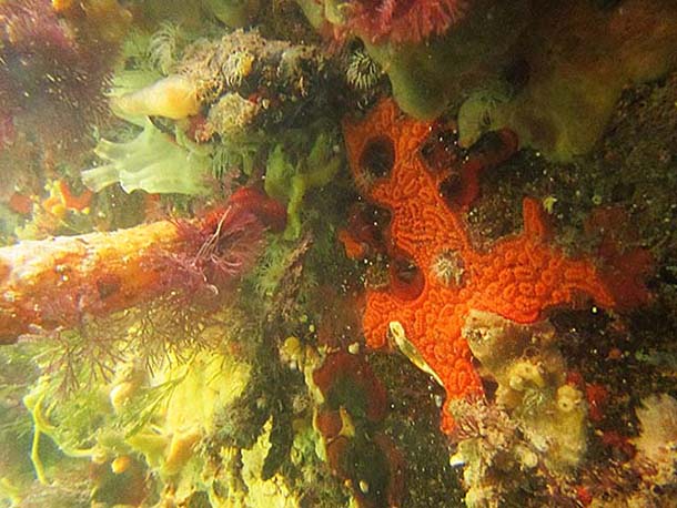 underwater life